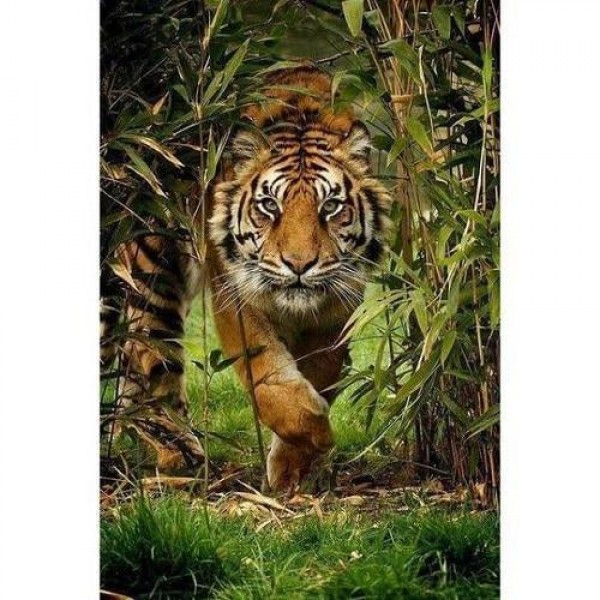 Tiger i jungel