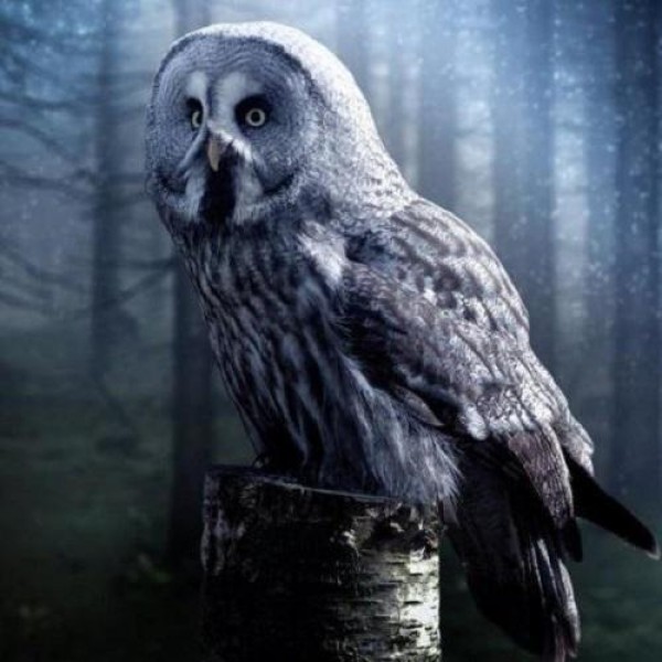 Ugle på stubbe