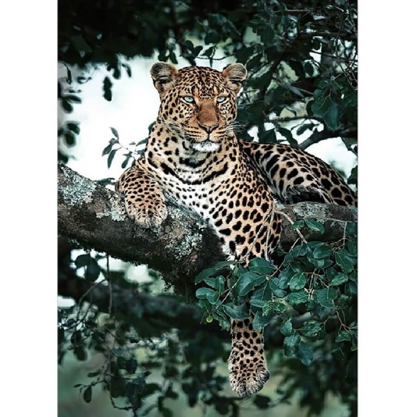 Leopard i treet