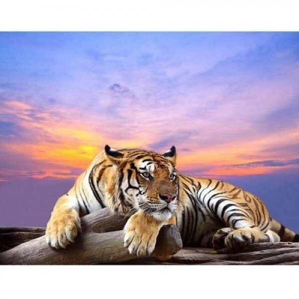 Tiger i solnedgang