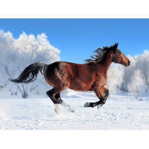 Hest i Snø