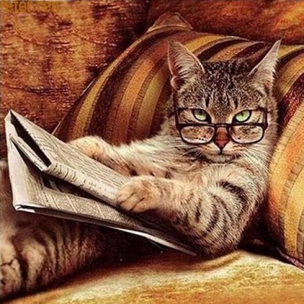 Katten leser avisen