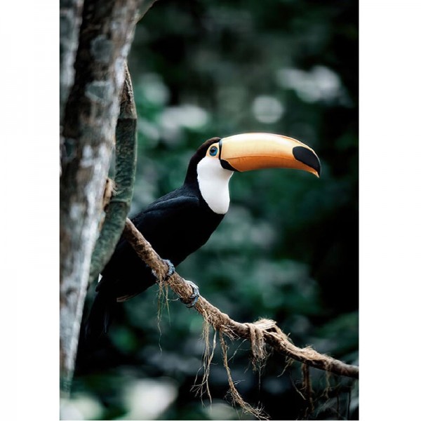 Toucan fugl