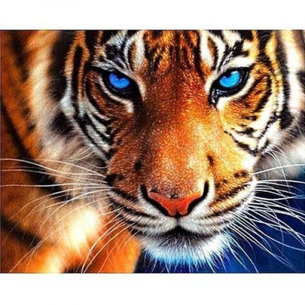 Tiger med blå øyne