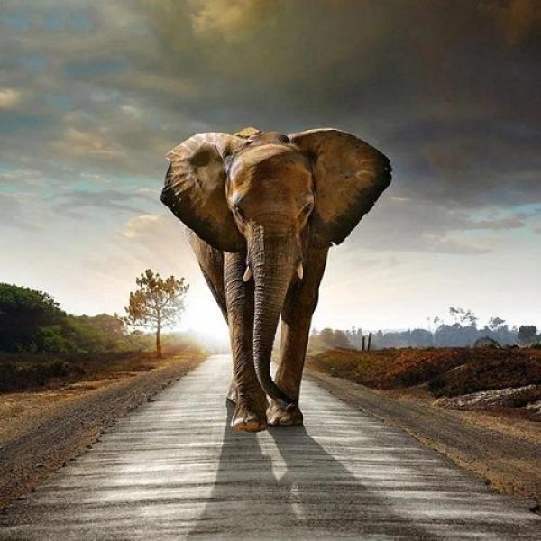 Elefant på vei