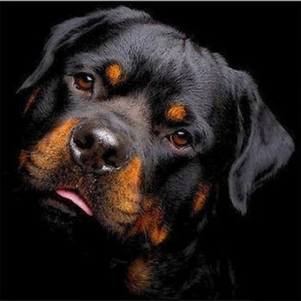 Rottweiler