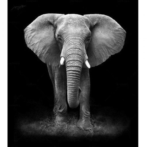 Elefant svart/hvit