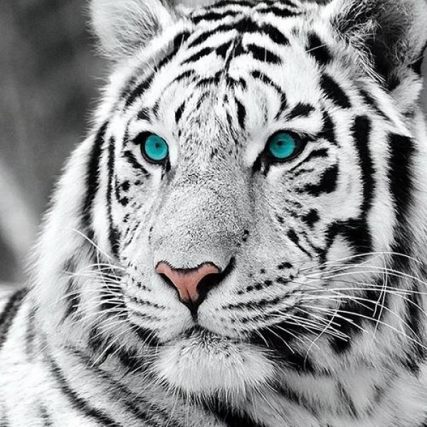 Hvit tiger
