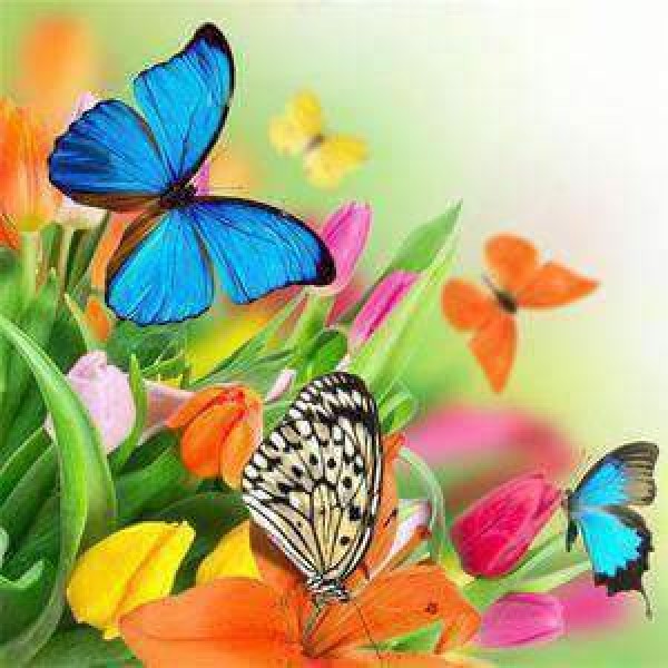 Fargerike sommerfugler på blomster