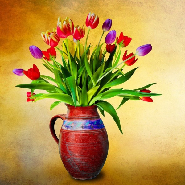 Hollandske Tulipaner