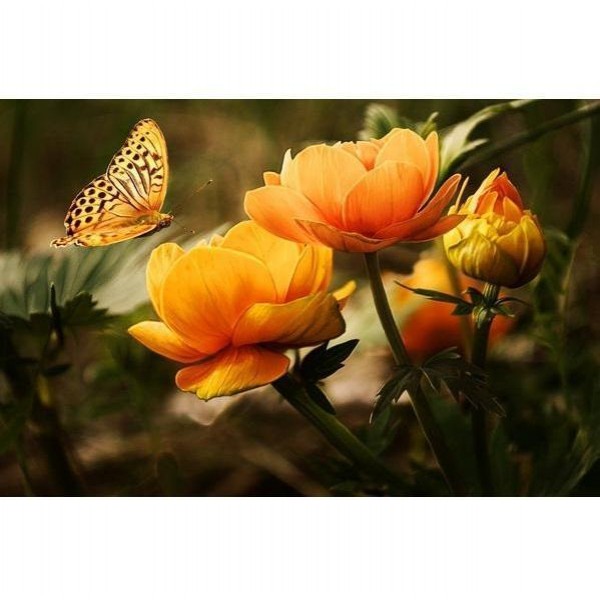 Oransje blomster med sommerfugl