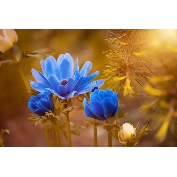 Blå blomster