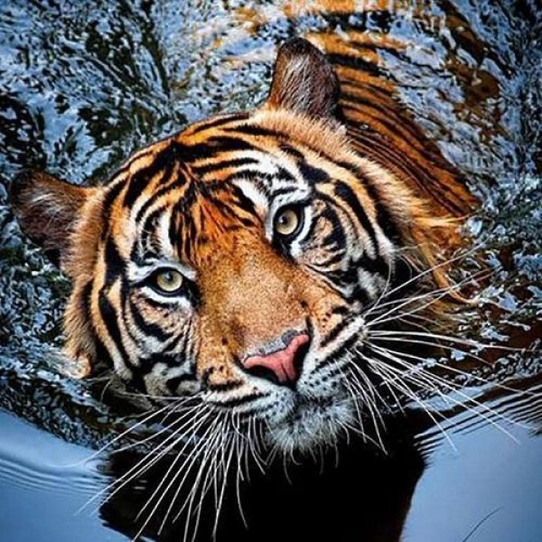 Tiger i vann