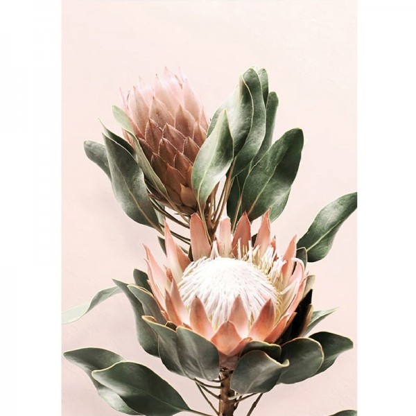 Protea blomst