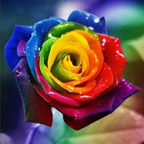 Rainbow farget rose