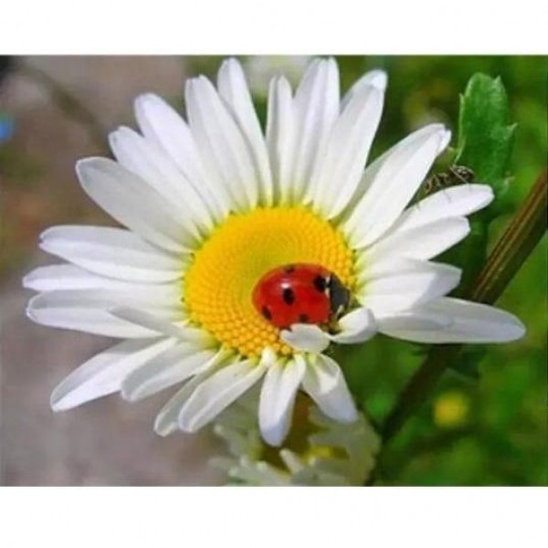 Marihøne på tusenfryd