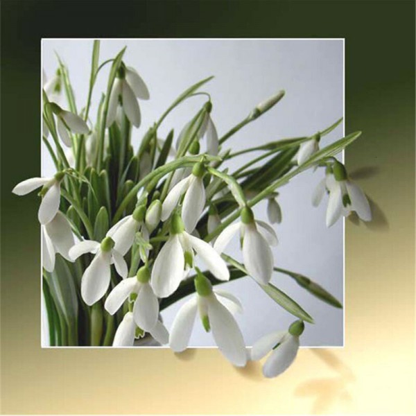 3D-blomster | 11 varianter