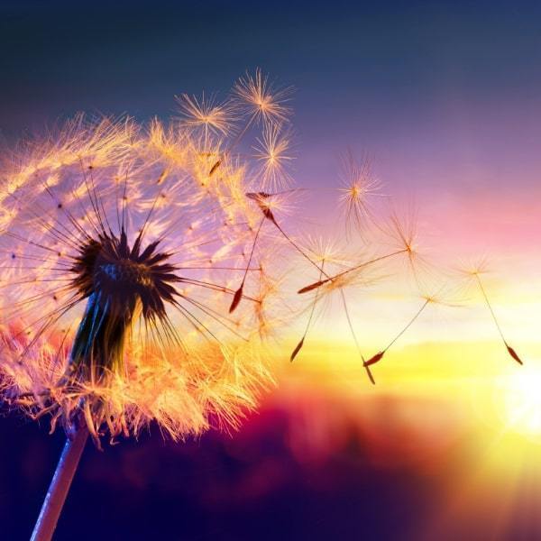 Løvetannskule i solnedgang